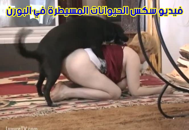 فيديو سكس الحيوانات المسيطرة في البورن في اكساس العاهرات المثيرة