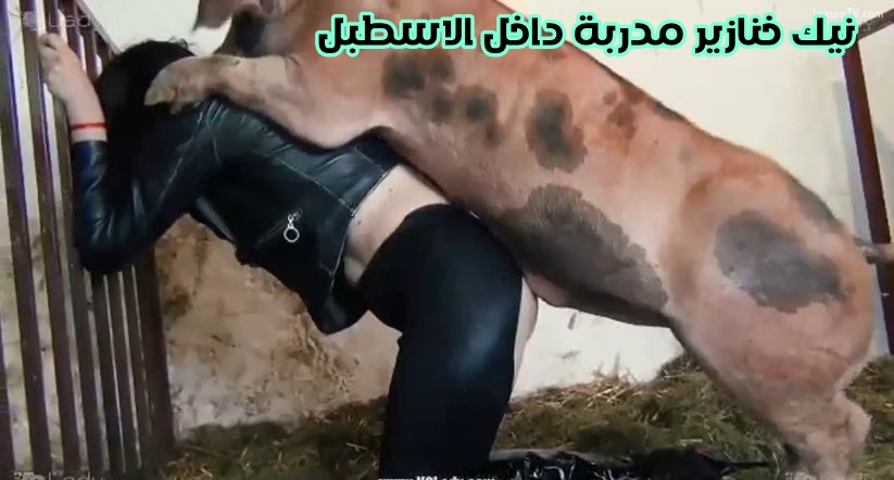 فلم نيك خنازير مدربة داخل الاسطبل في الكس والطياز المدورة
