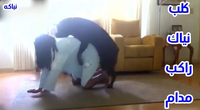 عايز افلام سكس حيوانات كلب ينيك كس ساخن جنس حيوان