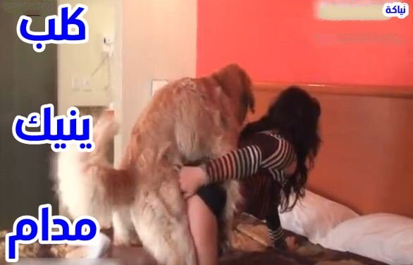 كلب ينيك مدام في المنزل علي السرير سكس كلاب