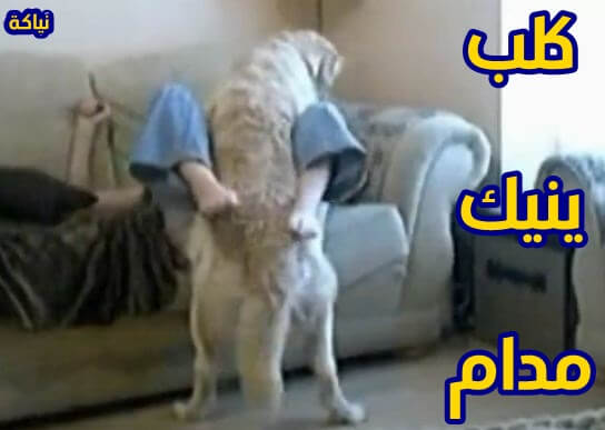 كلب ينيك مدام ساخنة وبوضعيات صعبه ومثيرة سكس حيوانات